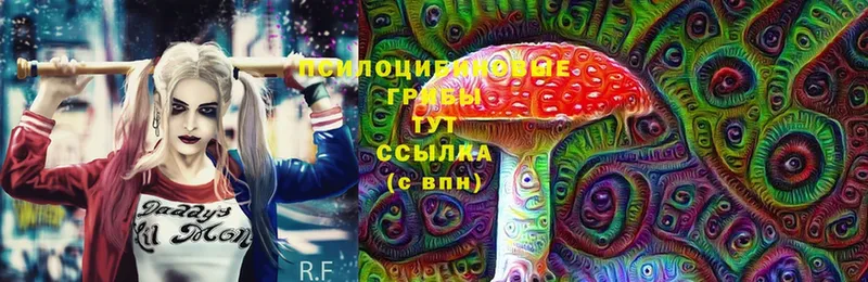 Псилоцибиновые грибы Psilocybe  Кашин 